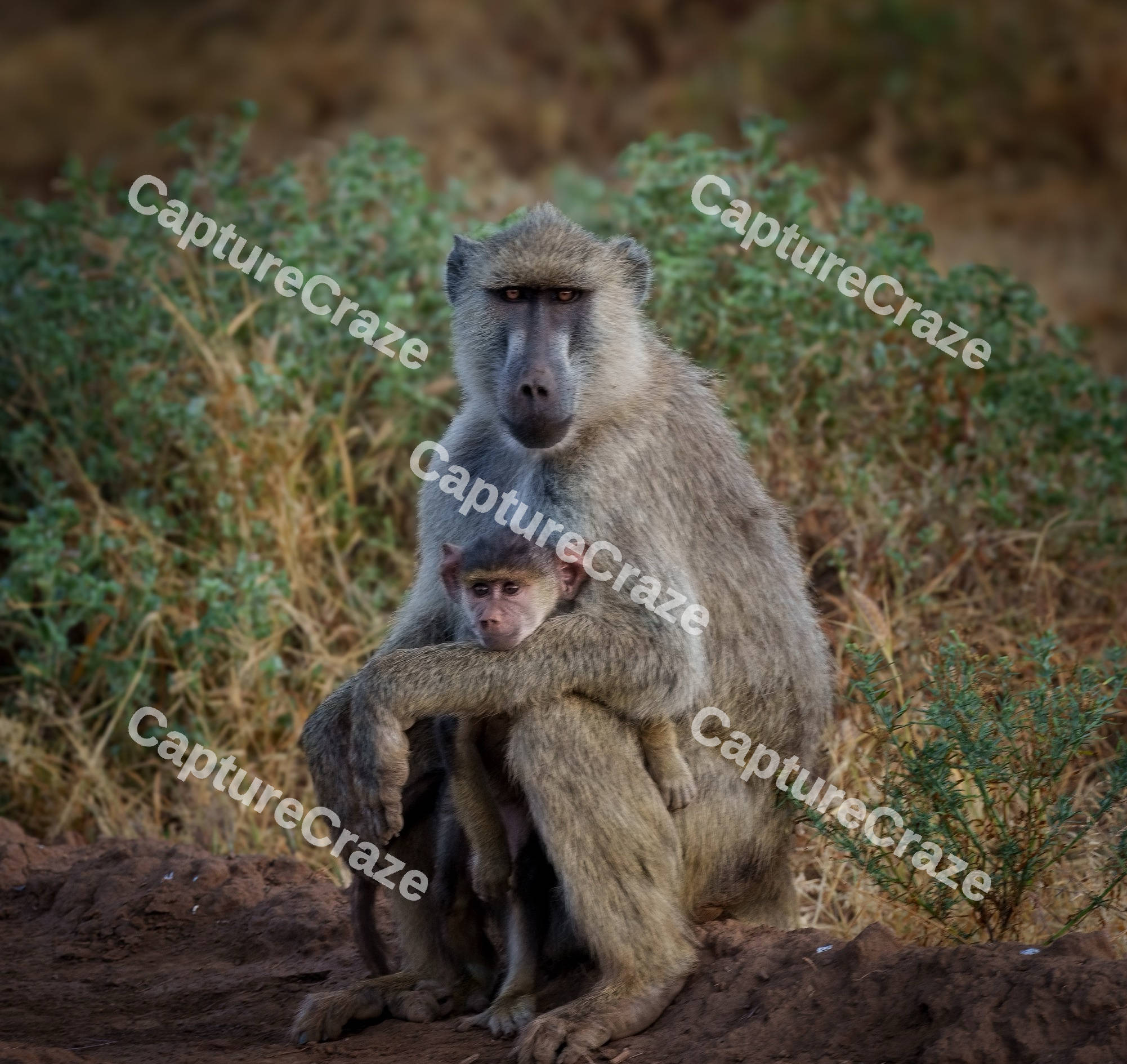 A baboon holding its baby